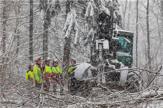 Das Winterwetter bestimmt das Tempo bei den Waldpflegearbeiten im Harly. Seit heute beseitigen die Landesforsten Gefahrenbäume im beliebten Naherholungsgebiet. Foto: Niedersächsische Landesforsten