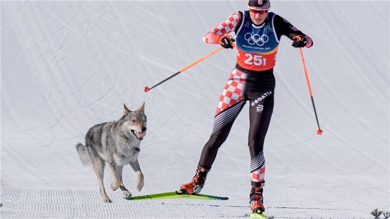 Das Ziel klar vor Augen: Der Tschechoslowakische Wolfshund Nazgul hatte großen Spaß an seinem Auftritt im Langlaufstadion.