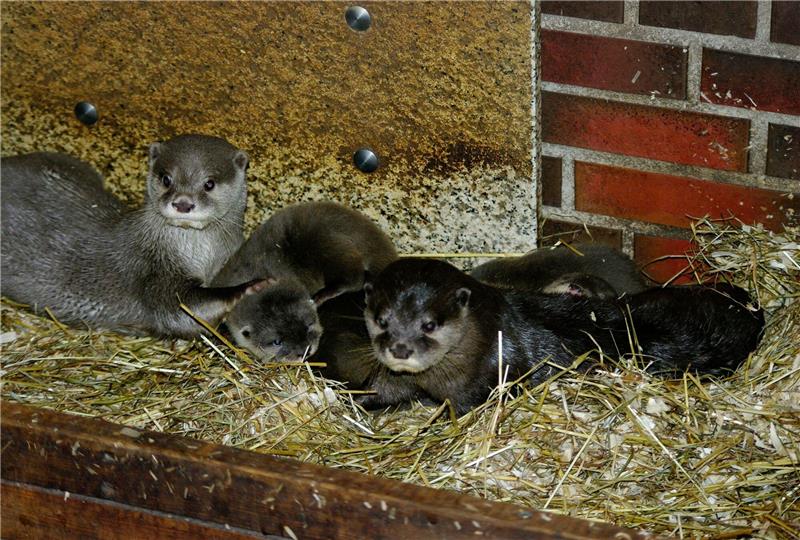 Zwergotter-Nachwuchs im Tierpark Neumünster Das Zwergotter-Paar Jacky und Emil mit seinem Nachwuchs im Tierpark Neumünster.