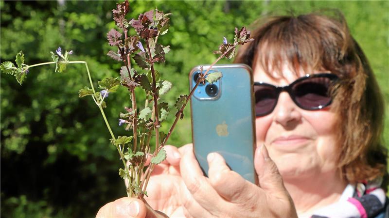 Das also ist Gundermann: Mit dem Smartphone schießt die Wanderin ein Foto, um später das Heilkraut wiedererkennen zu können.