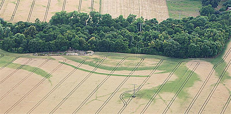 Luftbild von einem Wäldchen, in einem reifen Getreidefeld sind Ringstrukturen zu erkennen, auf denen das Korn noch nicht reif ist.