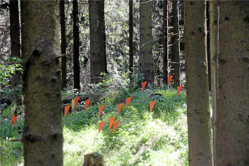 Das archäologisch untersuchte Schlachtfeld im Wald: Orangefarbene Markierungen kennzeichnen die Fundstellen von Bolzen der Torsionsgeschosse.
