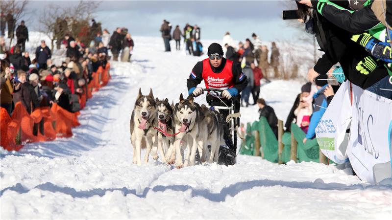 Ein Schlittenhundeführer läuft mit seinen Tieren über die Rennstrecke.