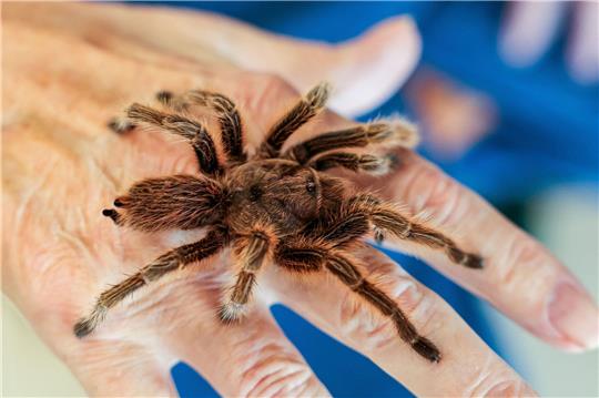 Das braucht Mut: Ein Senior lässt eine Vogelspinne im Senioren- und Therapiezentrum in Barsbüttel über seine Hand laufen.