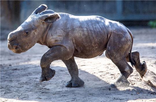 Das erst wenige Tage alte weibliches Nashornbaby erkundet erstmals die Außenanlagen im Schweriner Zoo.