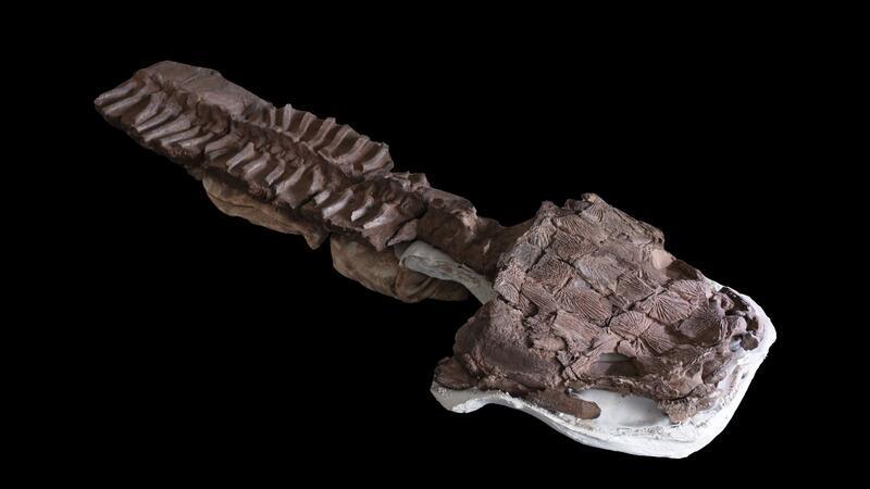 Sumpf-Kreatur aus der Urzeit entdeckt Das fast komplette Skelett von Gaiasia jennyae nach dem Präparieren.