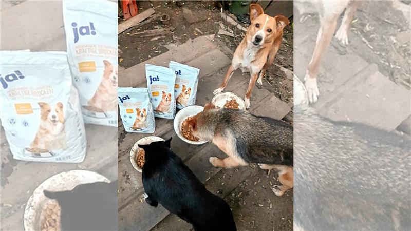Das gespendete Futter aus Deutschland kommt den Hunden und Katzen im ukrainischen Saporischschja zugute. Foto: Privat