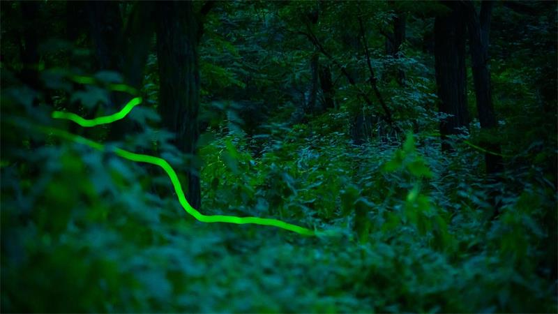 Das grünliche Blinken der Tiere ist aktuell besonders oft in Gärten und an Wegrändern zu sehen.