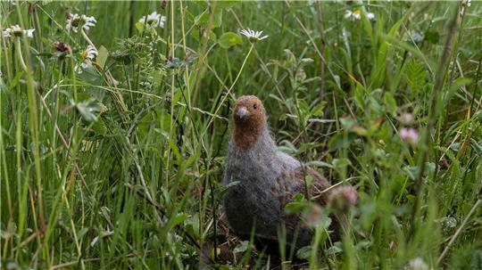 Das in seinem Bestand gefährdete Rebhuhn ist zum Vogel des Jahres gewählt worden. (Archivbild)