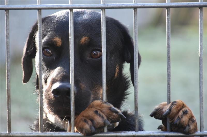 Ein Hund mit glattem schwarz-braunen Fell, Schlappohren und schwarzer Nase blickt herzerweichend durch Gitterstäbe und hält sich mit seinen Pfoten am Gitter fest.