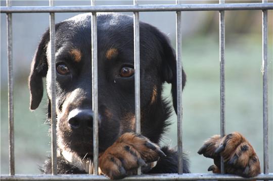 Ein Hund mit glattem schwarz-braunen Fell, Schlappohren und schwarzer Nase blickt herzerweichend durch Gitterstäbe und hält sich mit seinen Pfoten am Gitter fest.