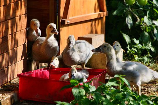 Das ist die wahre Dorfidylle: Entenküken beim Morgenbad.