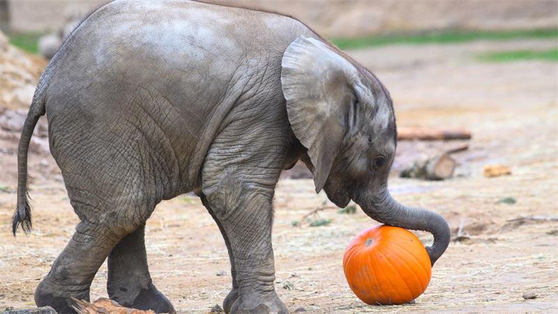 Das ist ein Kürbis, kleiner Elefant
