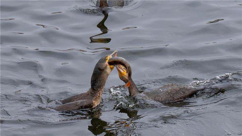 Das ist meiner! Kormorane streiten auf der Havel in Potsdam um einen Fisch. 