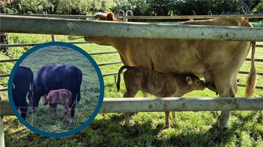 Das kleine Ausreißer-Kälbchen aus Hahausen fand knapp 13 Kilometer von Hahausen entfernt eine Ersatzherde. Am Montagmorgen wurde es mit seiner Mutter wieder vereint.