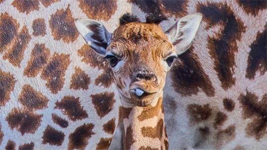 Das kleine Giraffenmädchen ist erst ein paar Tage alt.