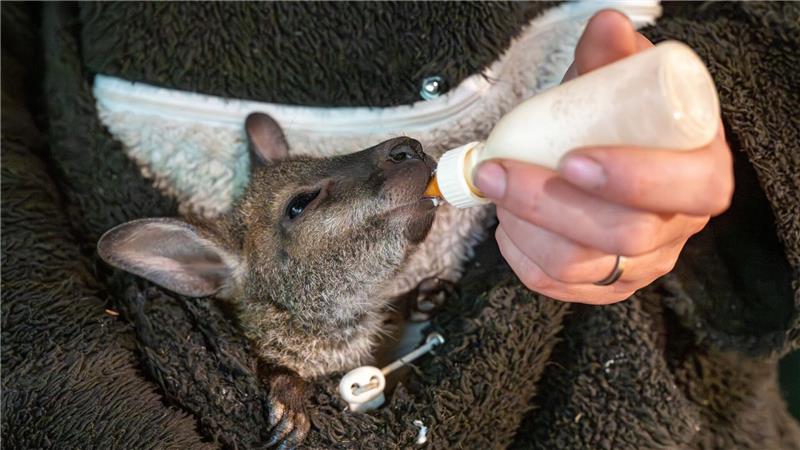 Das kleine Känguru bekommt spezielle Milch zu trinken.
