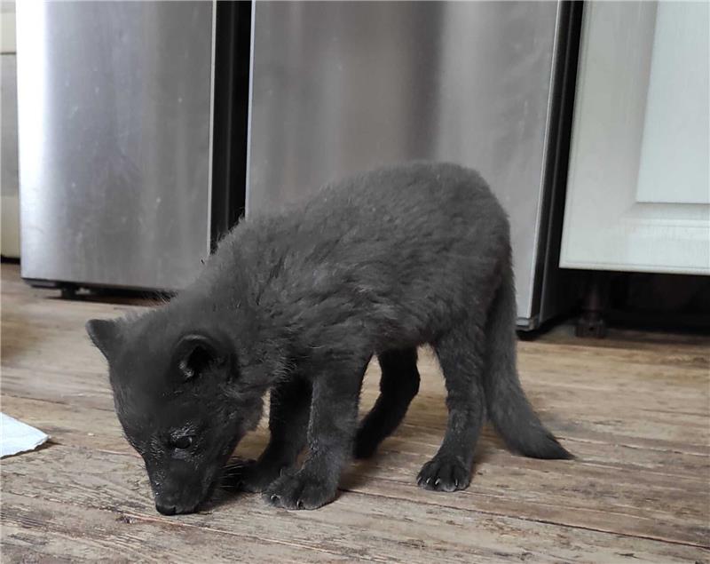 Thale: Polarfuchs-Baby wird von Hand aufgezogen Das kleine Mädchen erkundet ganz gespannt ihre Umgebung. Foto: Tierpark