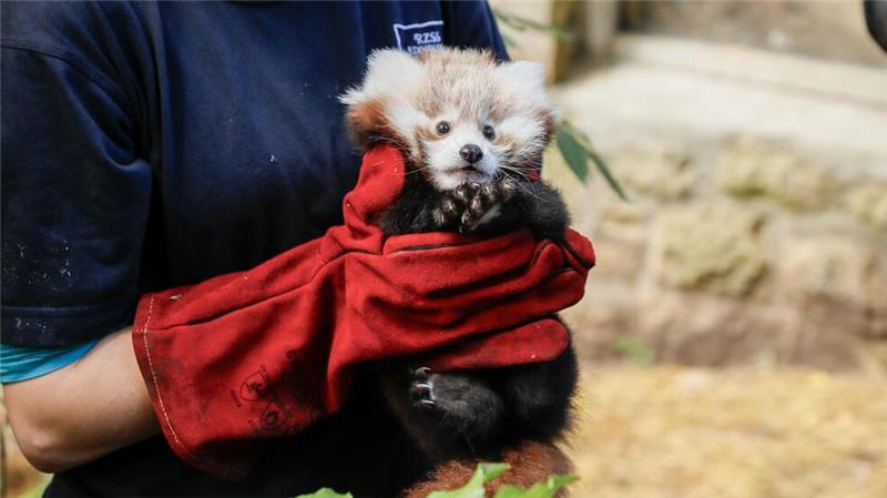 Rotes-Panda-Baby gestorben - Zoo gibt Feuerwerk die Schuld Das kleine Panda-Junge hatte erst vor kurzem seine Mutter verloren. (Archivbild)