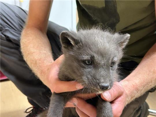Das kleine Polarfuchs-Baby wurde am 20. Mai im Tierpark Hexentanzplatz Thale geobren. Foto: Tierpark