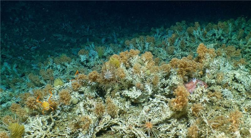 Unberührtes Korallenriff vor Galápagos-Inseln entdeckt Das neu entdeckte, weitgehend unberührte Korallenriff vor Galápagos-Inseln.