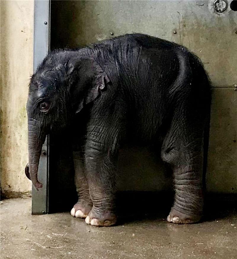 Viertes Elefantenbaby im Leipziger Zoo geboren Das neu geborene Elefantenbaby im Zoo Leipzig.