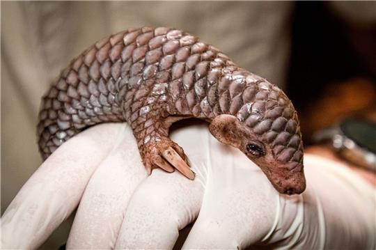 Das neugeborene Ohrenschuppentier liegt kurz nach seiner Geburt auf einer Hand in seinem Gehege im Prager Zoo.