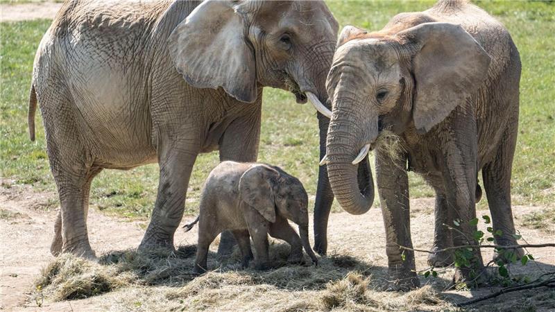 Bilder des Tages Das rund drei Monate alte Elefantenbaby Kaja spielt zum ersten Mal in der Außenanlage des Elefantengeheges im Opel-Zoo in Kronberg im Taunus. Dabei passen die erwachsenen Elefanten gut auf sie auf und lassen Kaja nicht aus den Augen.
