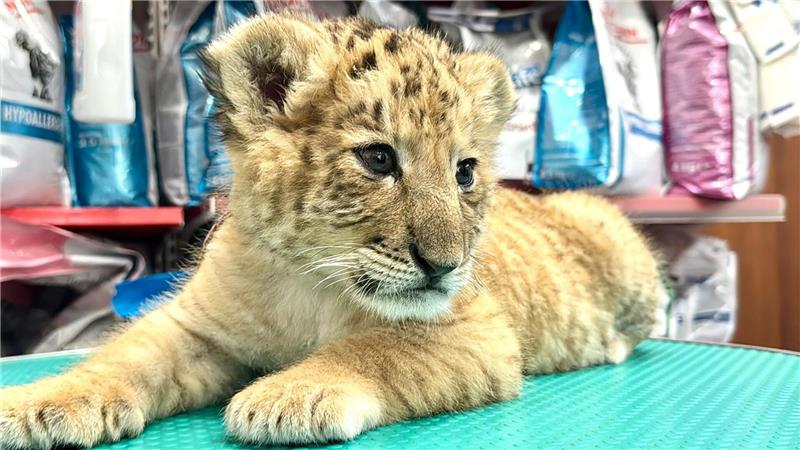 Hybrid aus Löwe und Tiger: Liger in rumänischem Zoo geboren Das seltene Hybrid Liger - eine Kreuzung aus Löwe und Tiger - wurde Mitte Mai 2025 im Zoo von Zaharesti, nahe der Stadt Suceava, im Nordosten Rumäniens geboren.