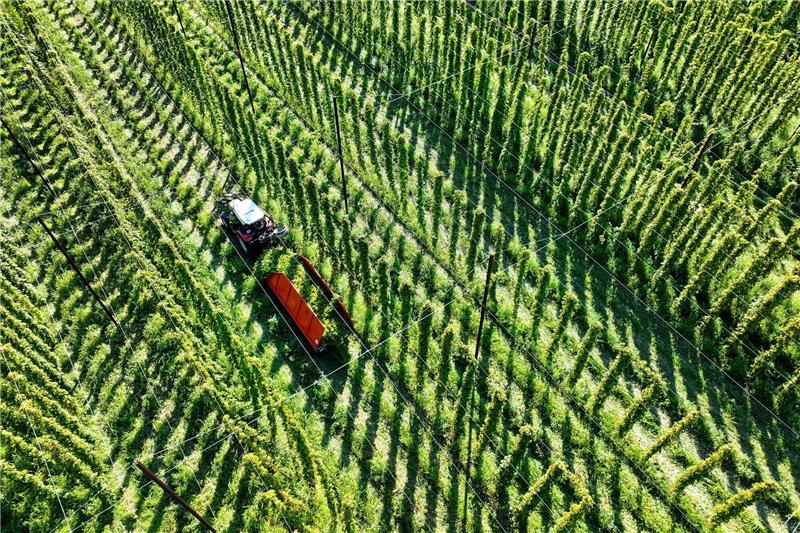Das sich verändernde Klima stellt die Landwirte auch beim Anbau von Hopfen vor Herausforderungen.