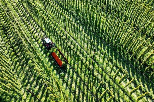 Das sich verändernde Klima stellt die Landwirte auch beim Anbau von Hopfen vor Herausforderungen.