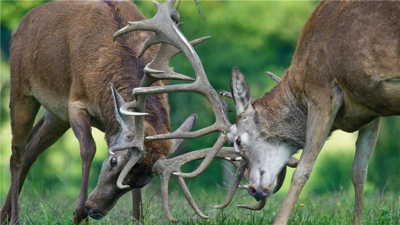 Das spannende Schauspiel der Hirschkämpfe ist für die Tiere der letzte Ausweg. Meist kann sich bei der Brunft auch ohne Gerangel ein Sieger gegen seine Konkurrenten durchsetzen.
