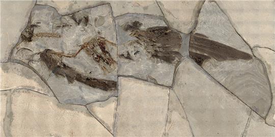 Das spektakuläre Fossil: Skelett- und Flügelteile sind gut zu erkennen. Kopf und Halswirbelsäule (oben links) sind abgetrennt. Foto: Mike Reich/Museum