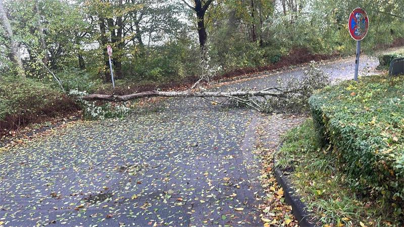 Sturm und Sturmflutgefahr an letztem Ferientag Das stürmische Wetter hat Bäume zum Umfallen gebraucht.