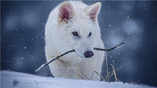 Das undatierte Foto zeigt einen jungen Wolf, der genetisch so verändert wurde, dass er Ähnlichkeiten mit dem ausgestorbenen Schattenwolf aufweist.