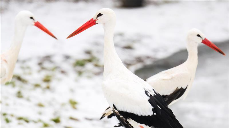 Das winterliche Wetter stört die Tiere nicht. 