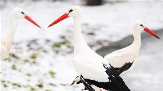 Das winterliche Wetter stört die Tiere nicht. 