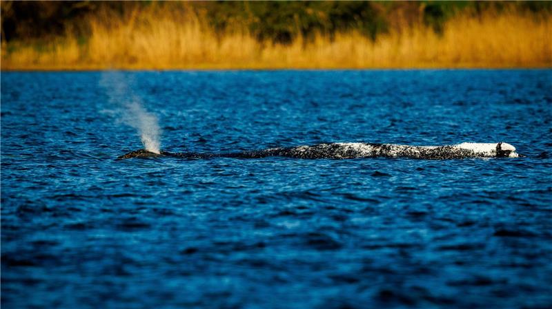 Dass Fischereinetze eine Gefahr für Meeressäuger darstellen, wurde auch im Fall des Buckelwals in der Ostsee deutlich.