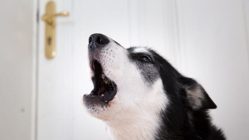 Wie Sie als Mieter am besten mit lauten Nachbarn umgehen Dass ein Hund ab und zu bellt, ist normal.