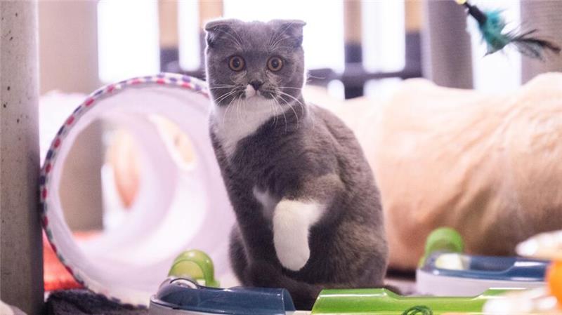 Dass manche Katzenrassen gesundheitliche Probleme haben, ist vielen Menschen überhaupt nicht klar.