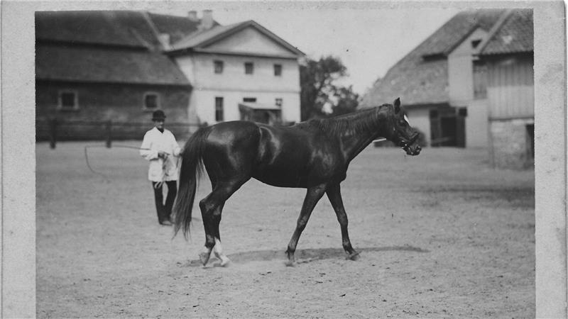 Diese Pferde prägten die „goldene Ära“ des Harzburger Gestüts Deckhengst Gouverneur gilt seinerzeit als „mustergültiges“ Pferd. Das Bild zeigt ihn zusammen mit Gestütsmitarbeiter Willgeroth.
