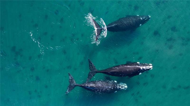 Delegierte aus 88 Ländern beraten in Lima über den Schutz der Wale.