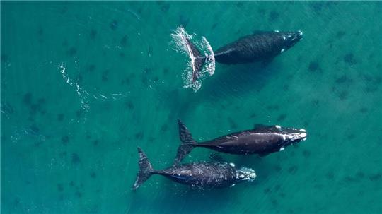 Delegierte aus 88 Ländern beraten in Lima über den Schutz der Wale.