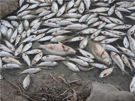 Dem Ministerium für Primärindustrie zufolge ist der Tod der Fische wahrscheinlich auf eine Kombination aus der Hitze und dem niedrigen Sauerstoffgehalt durch die zurückgehenden Überschwemmungen zurückzuführen.