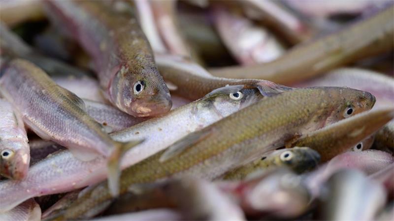 Stint, Aal und Co. - Viele Hamburger Fische sind gefährdet Dem Stint geht es dagegen an den Kragen. Seit Jahren schon nimmt sein Bestand ab. (Archivbild)
