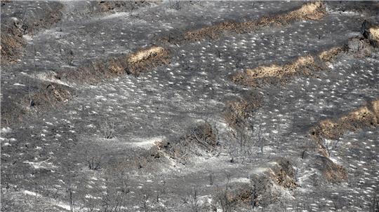 Den Behörden zufolge soll eine Fläche von rund 120 Quadratkilometern verbrannt sein. 