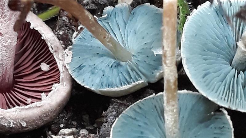 Den Grünblättrige Buntschirmling gibt es mit blauen und roten Schirmen. Er ist eine sehr seltene Art, die Manhart im Harly entdeckt hat.