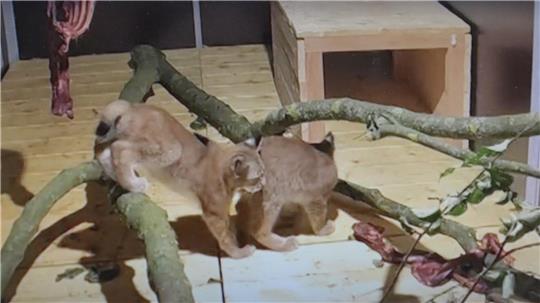Den beiden verwaisten Luchsmädchen geht es wieder gut. Sie toben durch ihr Gehege.