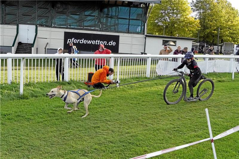 Hunderennen in Bad Harzburg vor kleiner Zuschauerkulisse Den Roller zieht je nach Disziplin auch schon einmal nur ein Hund das Gefährt, der Mensch hinten drauf gibt ebenfalls Schwung, und so teilen sich Viereiner und Zweibeiner die Arbeit. Foto: Schlegel