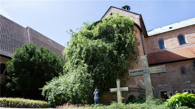 Der „1000-jährige Rosenstock“ am Hildesheimer Dom blüht. 